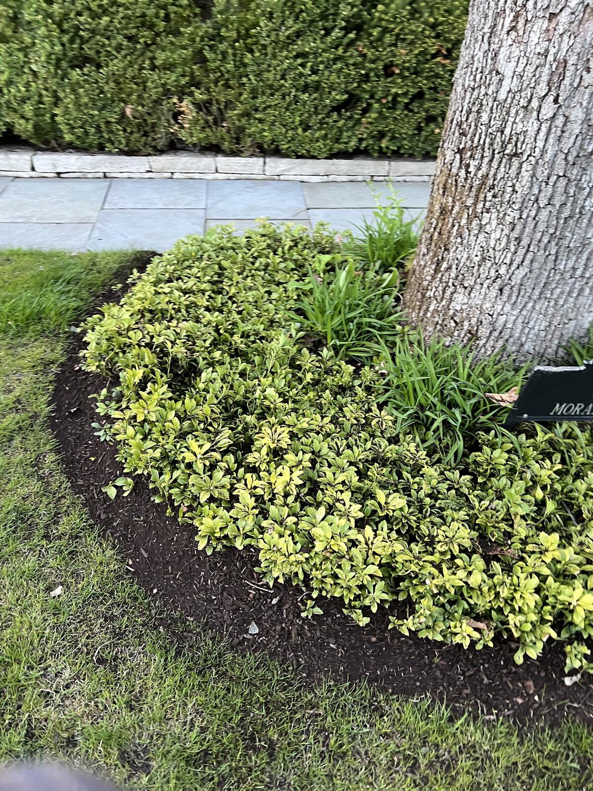 Mulch bed with garden shrubs
