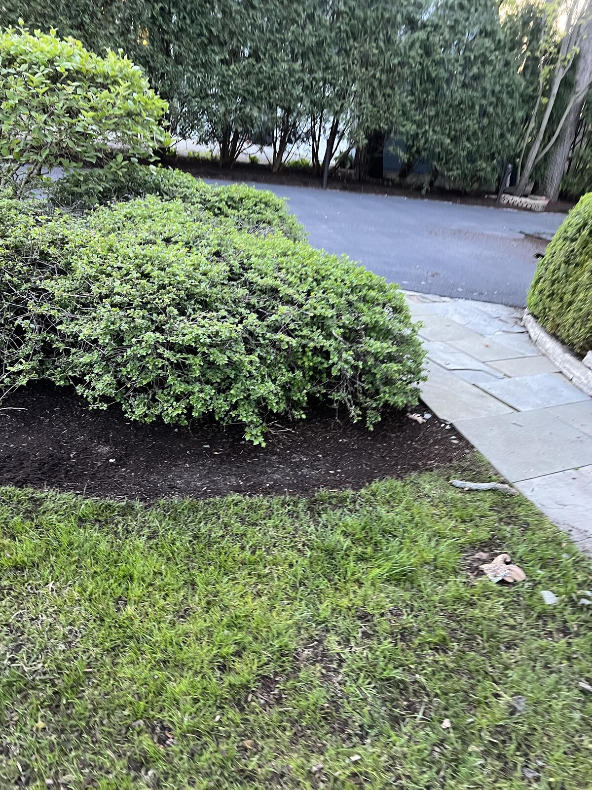 Mulch bed near walkway