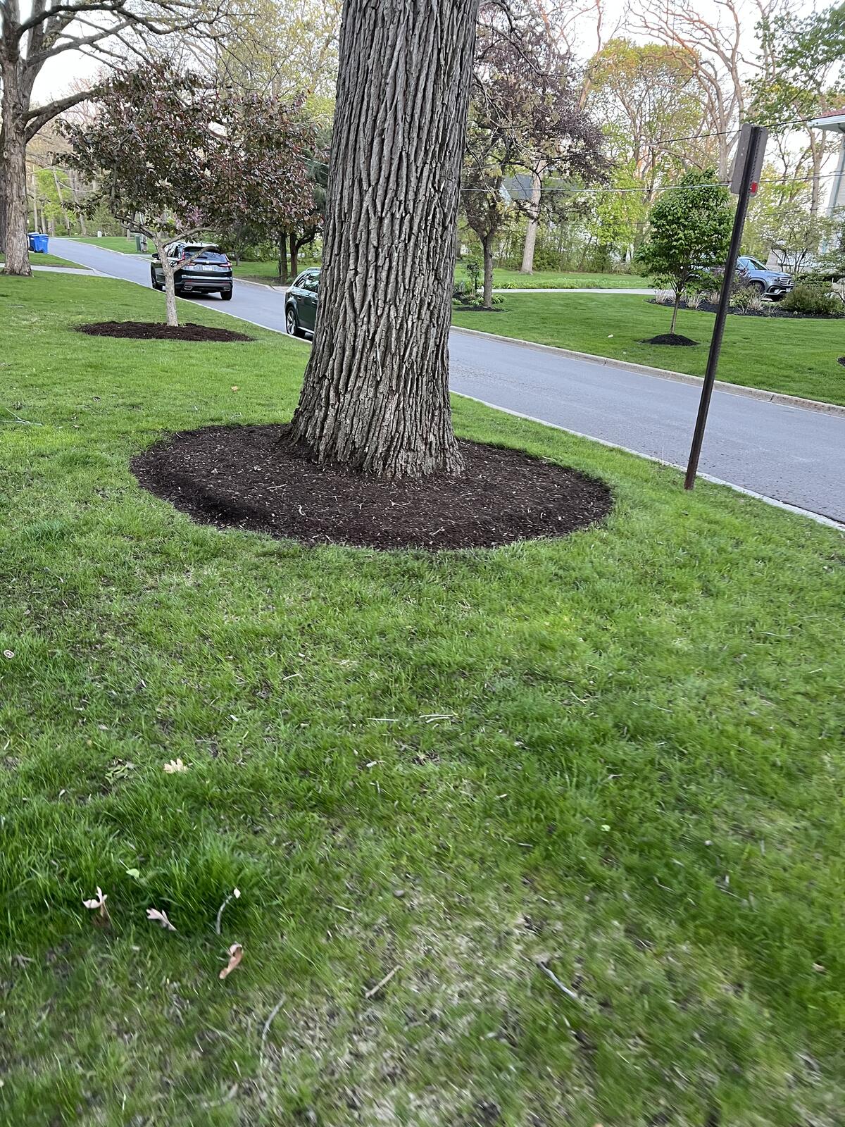 Mulch ring around tree