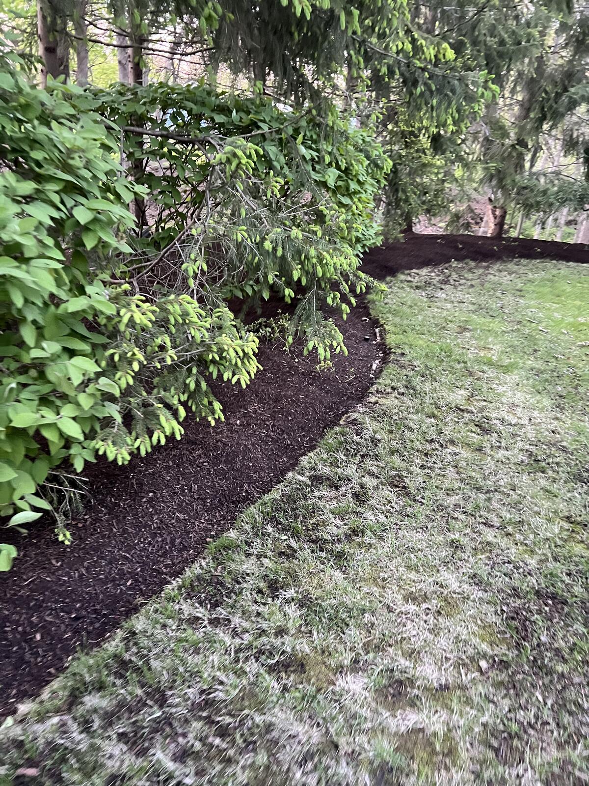 Mulch with shrubs and plants