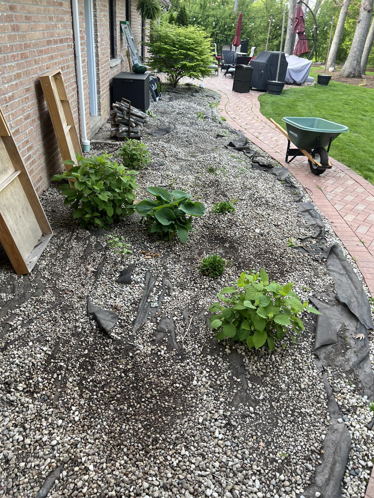 Overgrown flower bed before work started