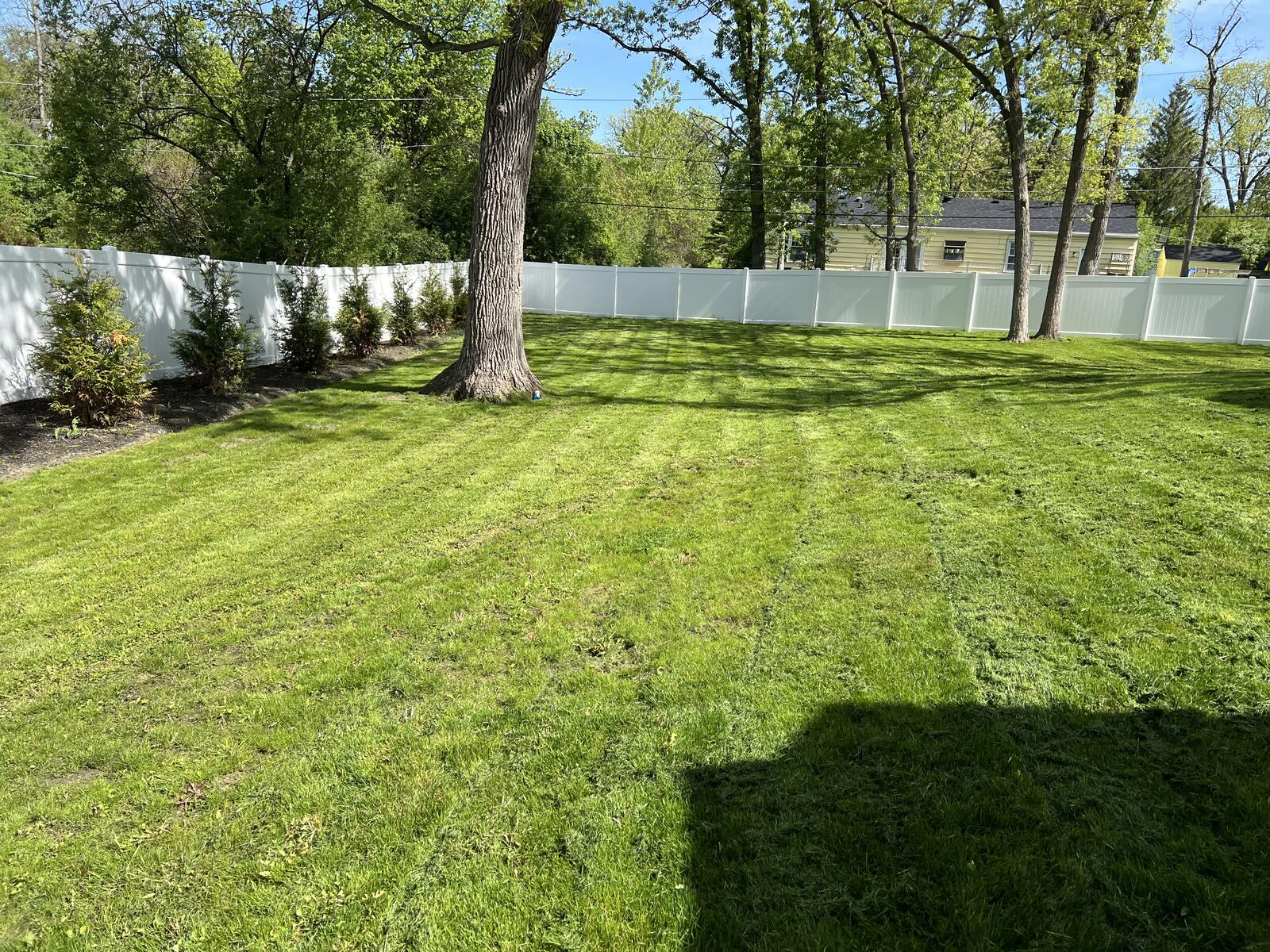 Backyard lawn with mowing stripes