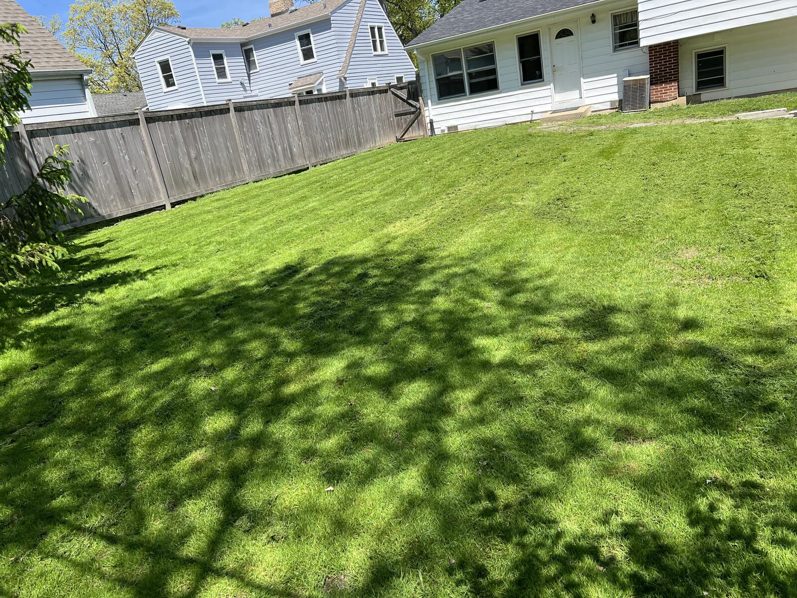 Lush green backyard lawn