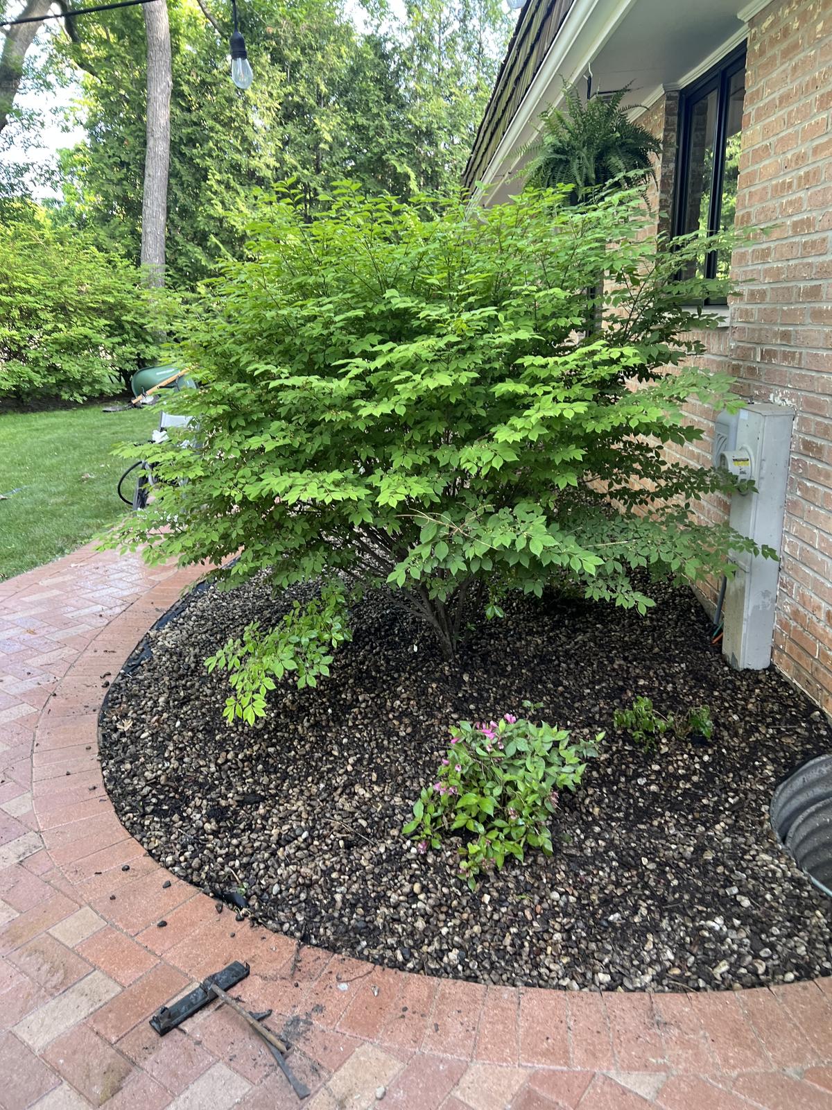Newly planted flower bed with fresh hydrangeas